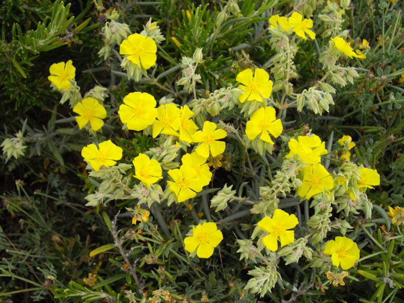 Helianthemum syriacum en fleurs dans une garrigue ouverte en Espagne